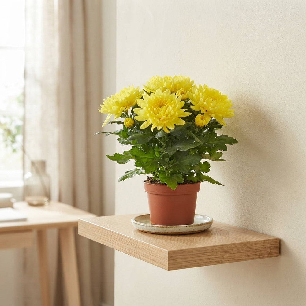 Mixed Chrysanthemum (Chrysanthemum indicum) – 9cm Pot