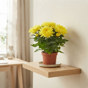 Mixed Chrysanthemum (Chrysanthemum indicum) – 9cm Pot