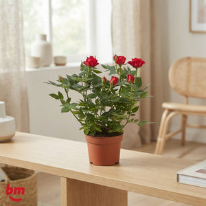 Mixed Rosa Flowering Houseplant – 10.5cm Pot