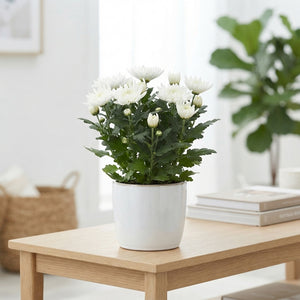 Lilac Chrysanthemum ‘Anastasia’ – 15cm Pot