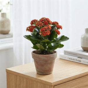 Mixed Kalanchoe Double Flowering Plant – 15cm Pot