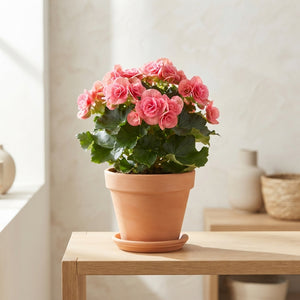 Mixed Double-Flowered Begonia (Begonia Elatior Group) – 13cm Pot