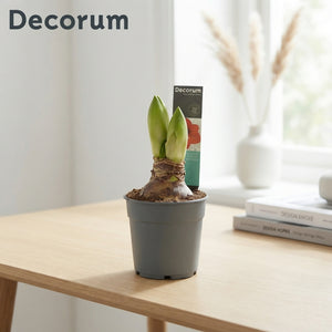 Mixed Hippeastrum Amaryllis – 12cm Pot, 25cm High