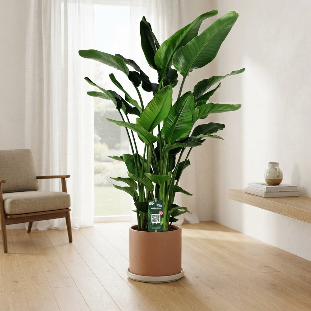 White Bird of Paradise (Strelitzia nicolai) – 35cm Pot, 190cm High