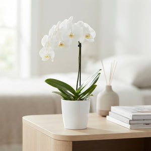 White Phalaenopsis Orchid – 9cm Ceramic Pot, 40cm