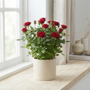 Rose ‘Favourite’ – 17cm Pot, 40cm High