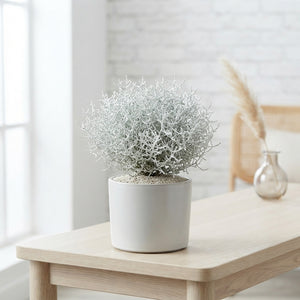 Winter Beauty Snow Calocephalus – 10.5cm Pot