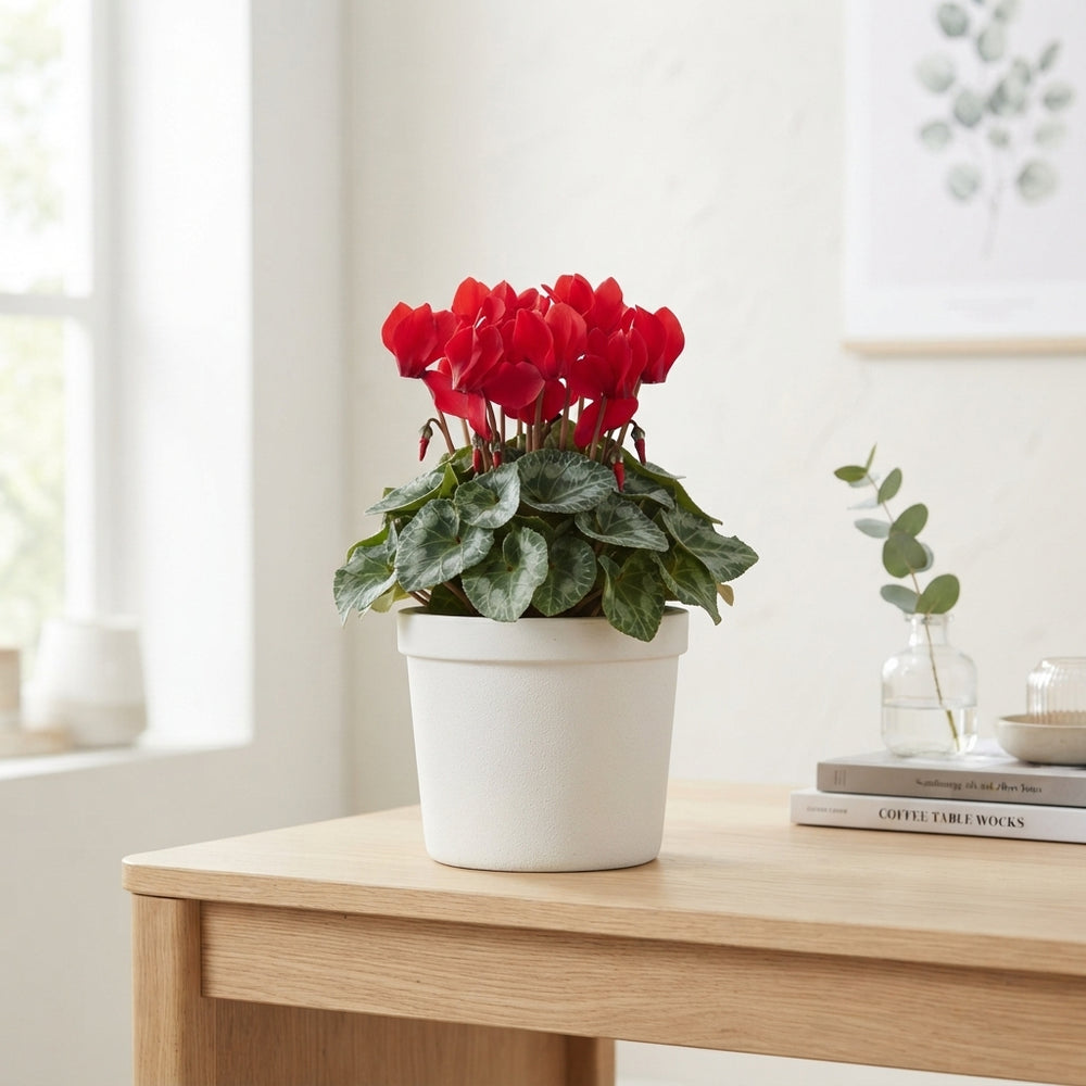 Red Cyclamen persicum ‘Mammoth’ – 17cm Pot