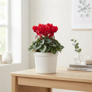 Red Cyclamen persicum ‘Mammoth’ – 17cm Pot