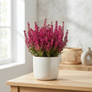 Summer Flowering Heather (Erica gracilis) – 12cm Pot