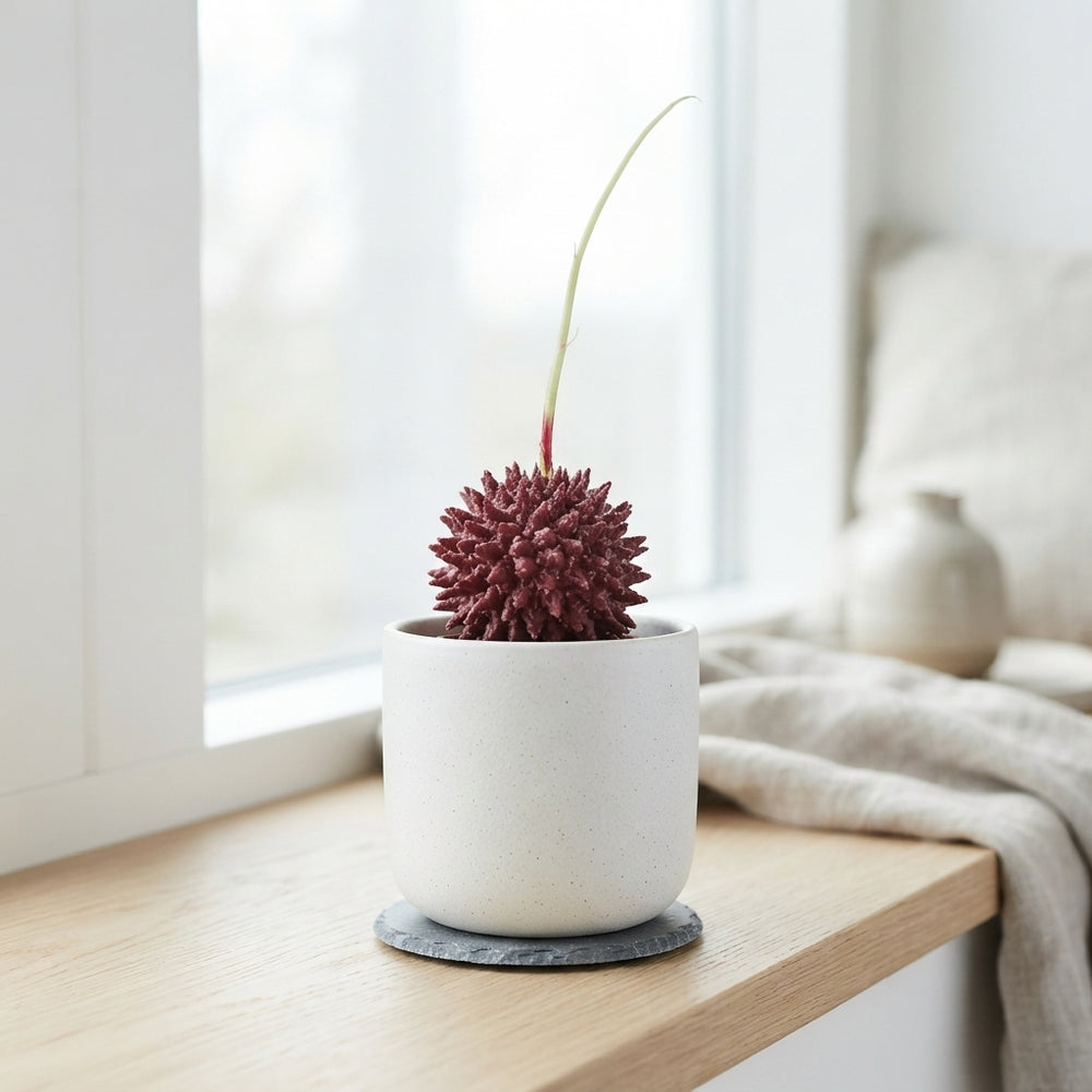 Red Wax Flower Christmas Decoration