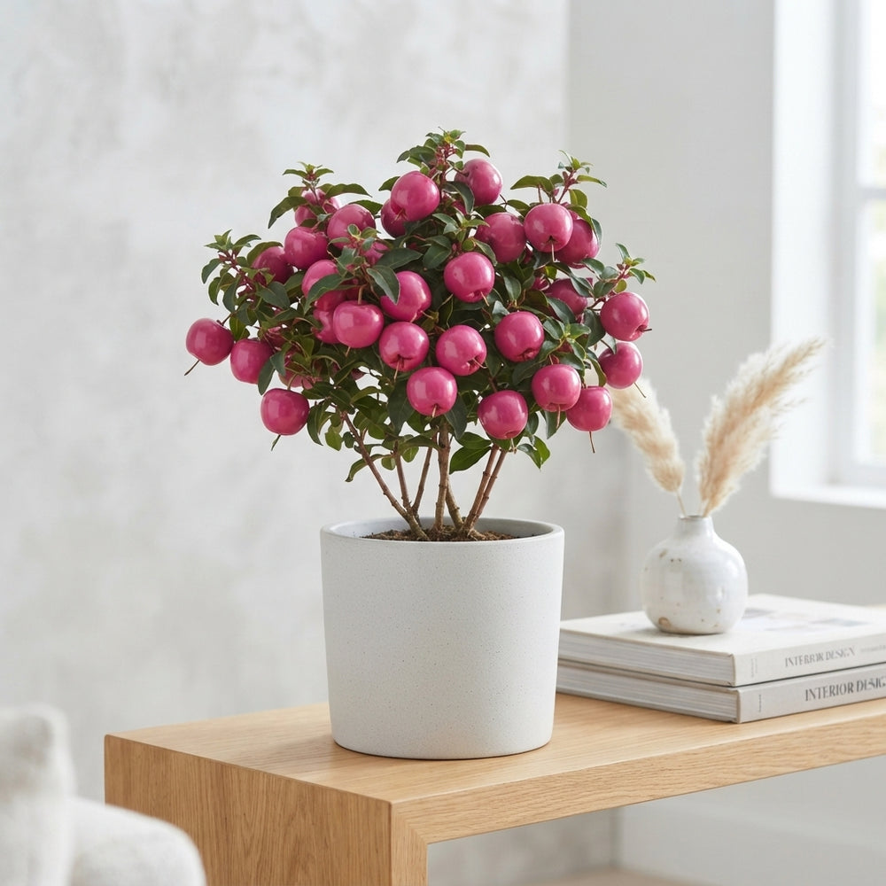 Pink Wax Apple Plant