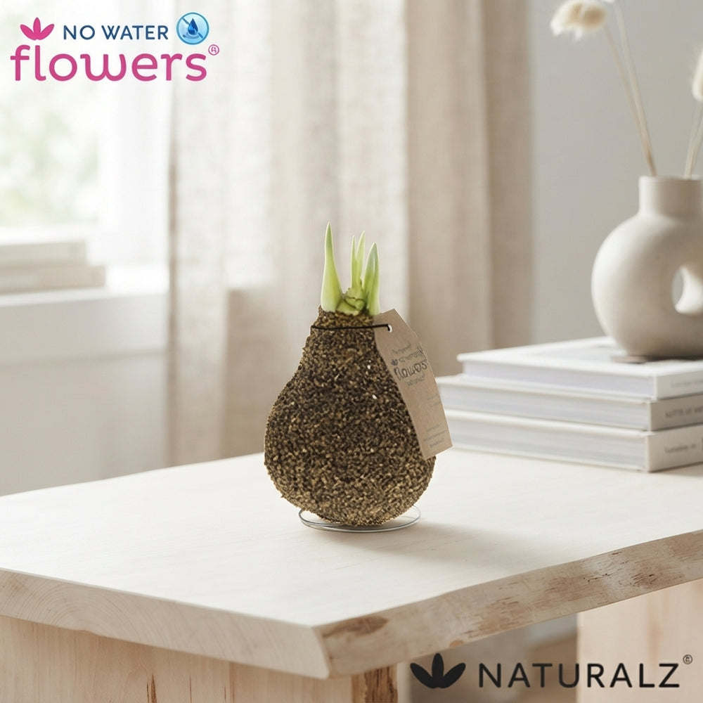 Natural Cork-Covered Amaryllis (Hippeastrum)
