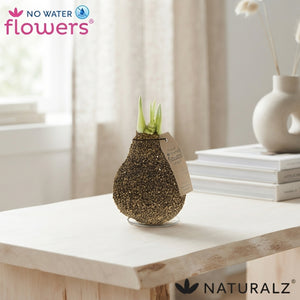 Natural Cork-Covered Amaryllis (Hippeastrum)