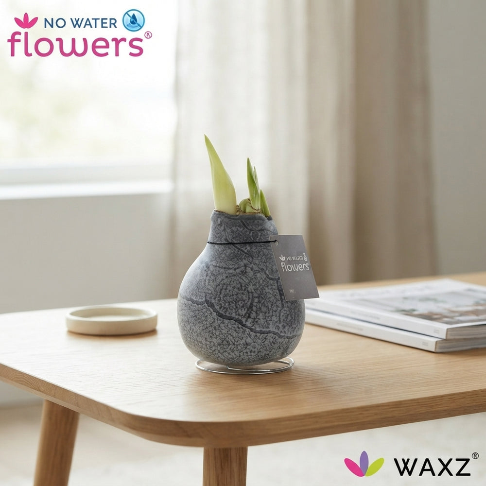 Marble Waxed Amaryllis (Hippeastrum) – 15cm+