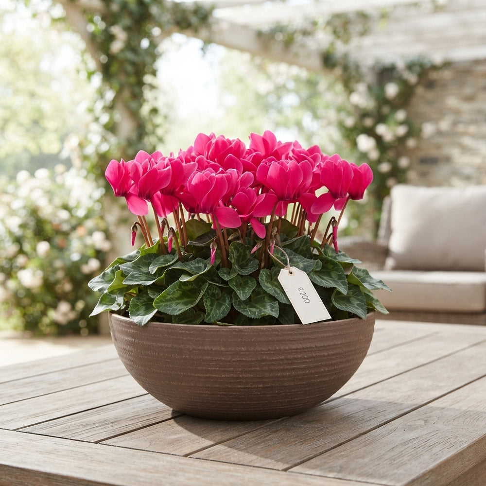 Mixed Colour XL Bowl Arrangement