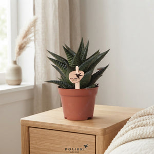 Mixed Cacti and Succulents – 6cm Pot