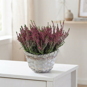Calluna vulgaris Heather – 22cm Pot