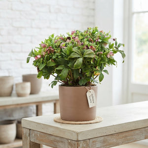 Pink Hellebore (Helleborus) – 17cm Pot, 40cm High