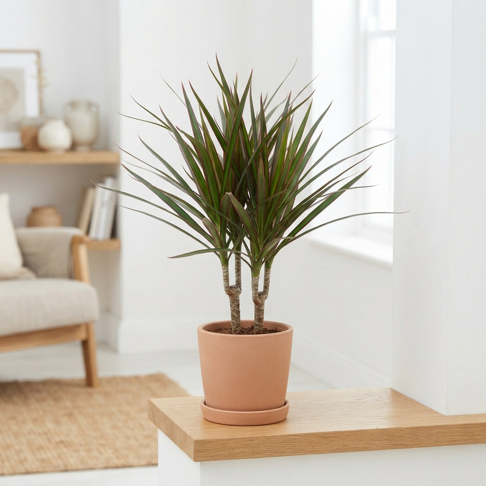 Dracaena Magenta Dragon Tree – 17cm Pot, 80cm High