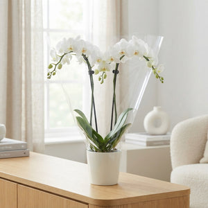 White Phalaenopsis Orchid – 12cm Pot, 50cm