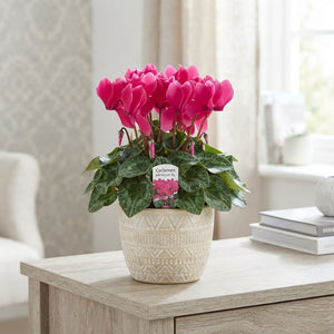 Mixed Large-Flowered Cyclamen (Cyclamen persicum) – 13cm Pot