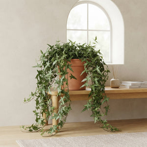 English Ivy ‘Sagittifolia’ – 13cm Pot