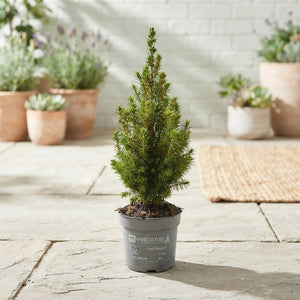 Dwarf Alberta Spruce (Picea glauca 'Conica') – 11cm Pot