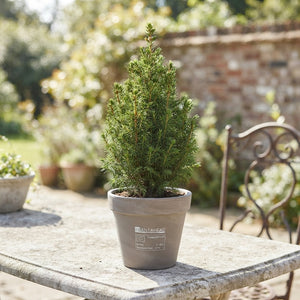Dwarf Alberta Spruce (Picea glauca 'Conica') – 9cm Pot