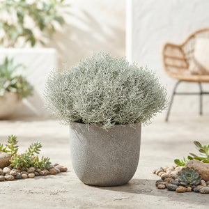 Leucophyta Brownii Silver Bush – 30cm Pot
