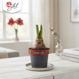 Red Double Hippeastrum ‘Sweet Star’ – 14cm Pot
