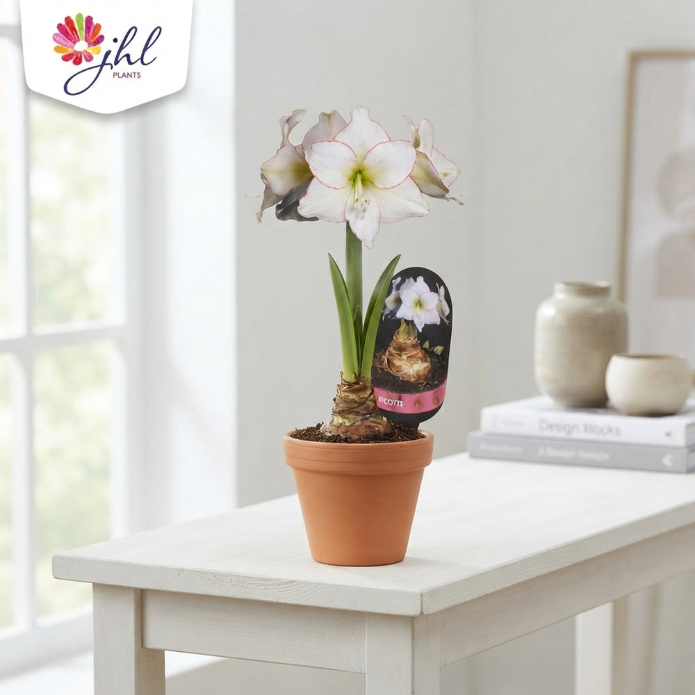 White Hippeastrum ‘Picotee’ – 14cm Pot