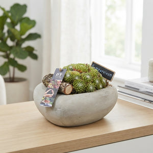 Sempervivum Arrangement in Heart-Shaped Concrete Pot – 20cm