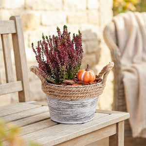 Autumn Outdoor Plant Arrangement – 17cm Zinc Pot