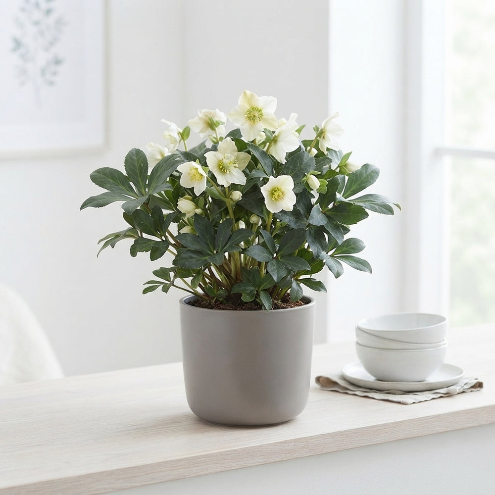 White Hellebore (Helleborus) – 19cm Pot