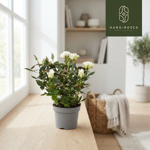 White Kordana Rose ‘Alaska’ – 10.5cm Pot