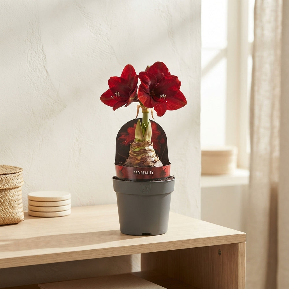Red Hippeastrum ‘Red Reality’ – 14cm Pot