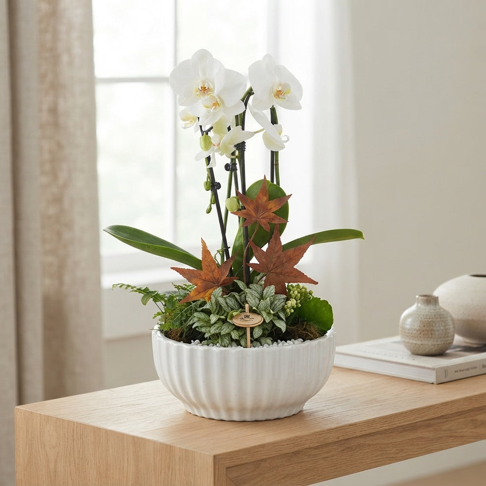 White Phalaenopsis Orchid Arrangement – 28cm Ceramic Pot