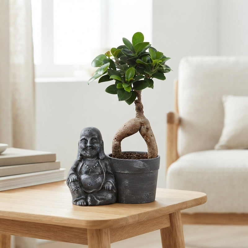 Ficus Ginseng Ball Shape (Ficus microcarpa) – 19cm Pot