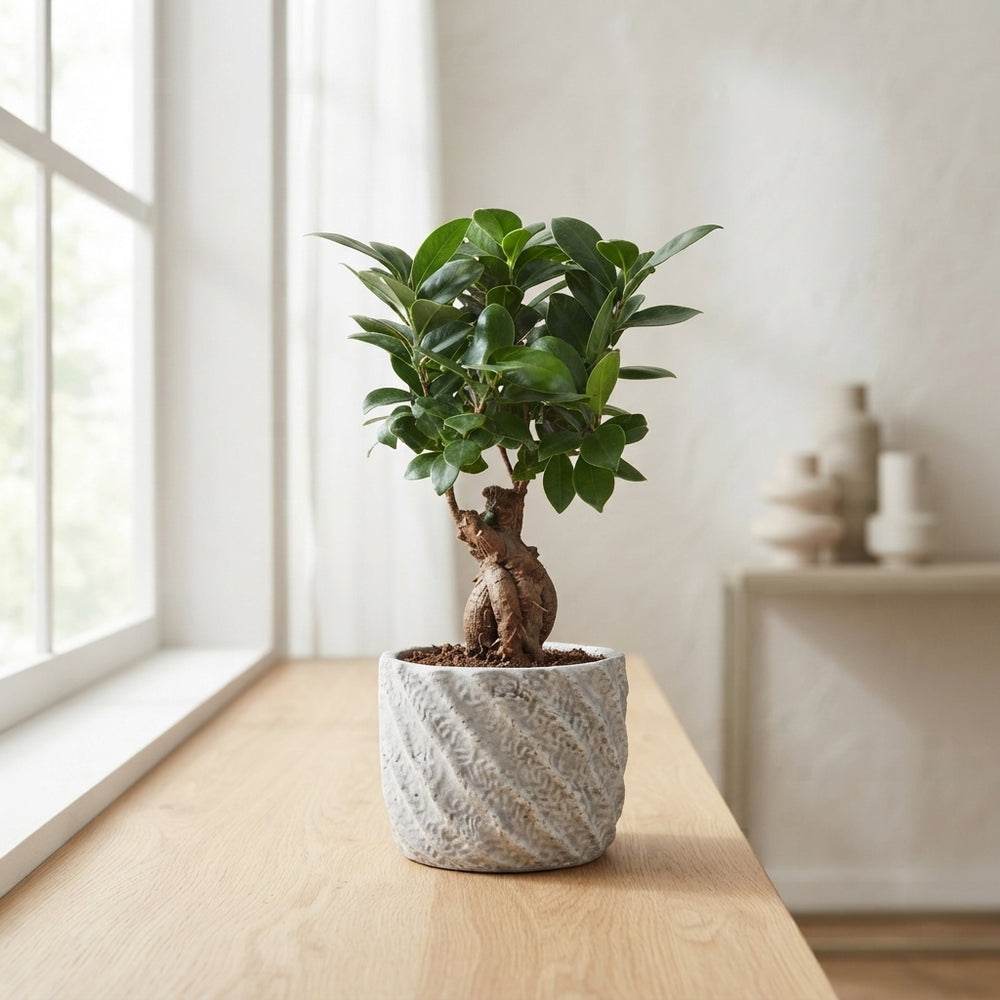 Ficus Ginseng Ball Shape (Ficus microcarpa) – 15cm Pot