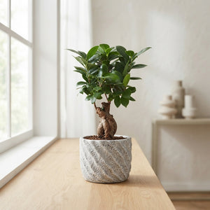 Ficus Ginseng Ball Shape (Ficus microcarpa) – 15cm Pot