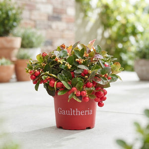 Gaultheria Wintergreen Plant – 17cm Pot