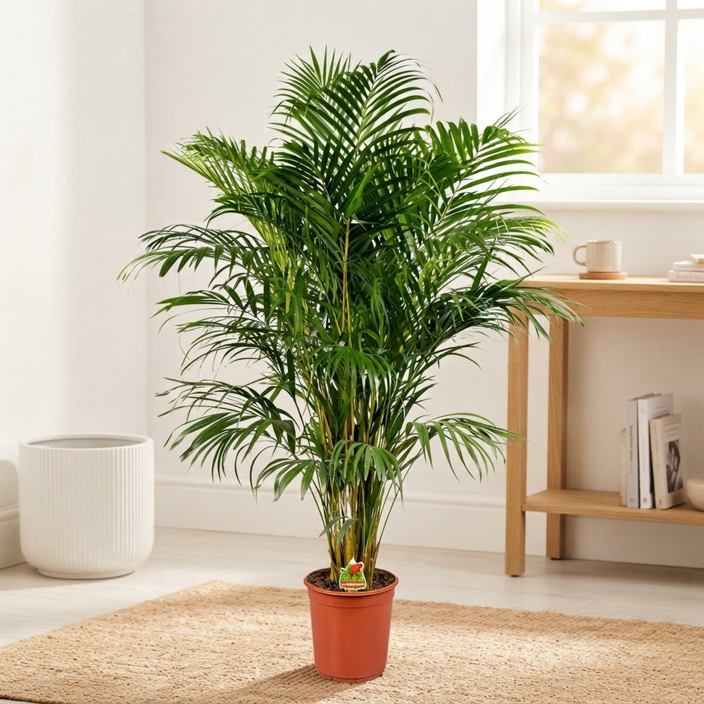 Areca Palm (Dypsis lutescens) – 24cm Pot, 140cm High
