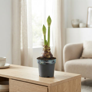 White Hippeastrum ‘White Star’ – 14cm Pot