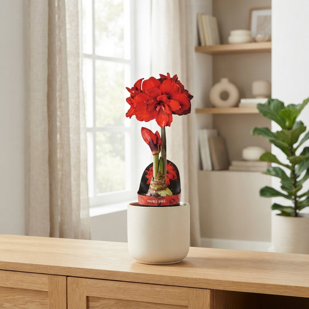 Pink Double Hippeastrum (Amaryllis) – 14cm Pot
