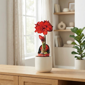 Pink Double Hippeastrum (Amaryllis) – 14cm Pot