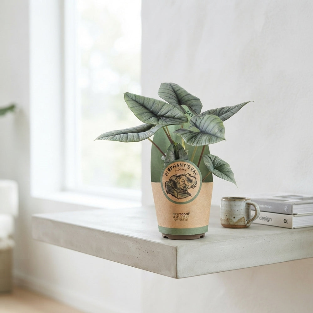 Alocasia Platinum – 17cm Pot, Approx. 70cm Tall