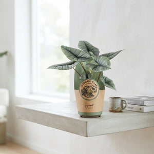 Alocasia Platinum – 17cm Pot, Approx. 70cm Tall