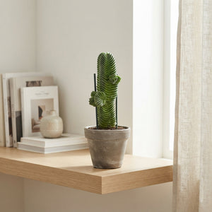 Crassula Buddha’s Temple – 11cm Pot, 30cm High
