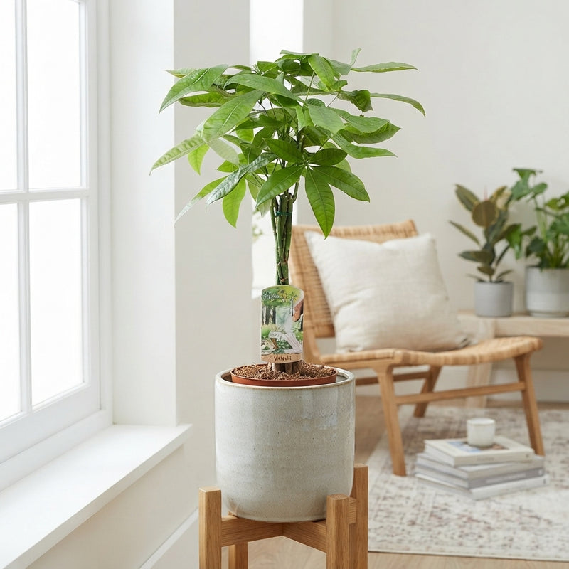 Braided Money Tree (Pachira aquatica) – 17cm Pot